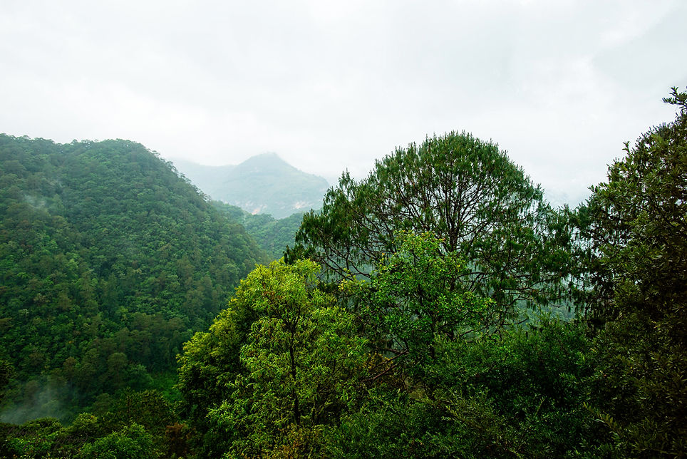 Sierra Gorda — presencia en el bosque